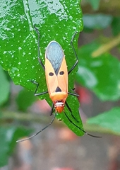 Dysdercus cingulatus