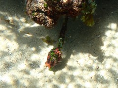 Pyura gibbosa