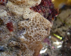 Distaplia