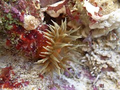 Anemonia mutabilis