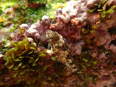 Lepidoblennius haplodactylus