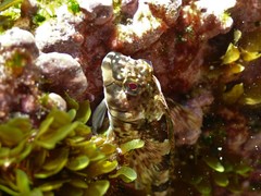 Lepidoblennius haplodactylus