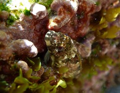 Lepidoblennius haplodactylus