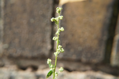 Chenopodium