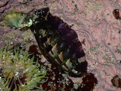 Onithochiton quercinus