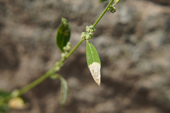 Chenopodium