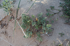 Daucus pumilus