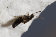 Atheta occulta