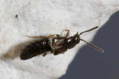 Atheta occulta