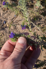 Echium arenarium