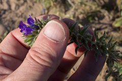 Echium arenarium