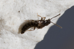 Atheta occulta