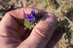 Echium arenarium