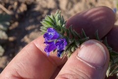 Echium arenarium