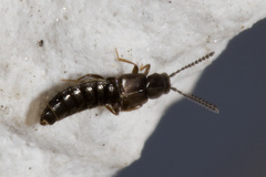 Atheta occulta