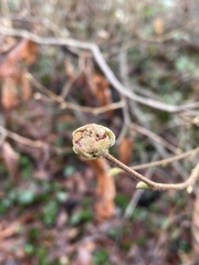 Phytoptus avellanae