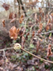 Phytoptus avellanae