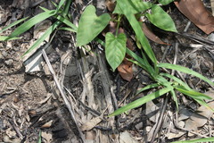 Ipomoea plebeia