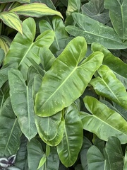 Philodendron burle-marxii