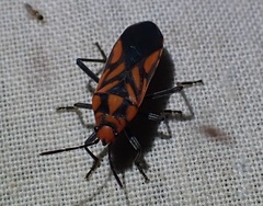 Spilostethus decoratus