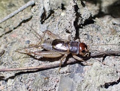 Modicogryllini
