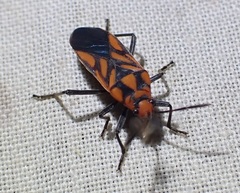 Spilostethus decoratus