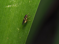 Acanthasargus