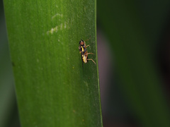 Acanthasargus