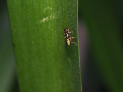 Acanthasargus