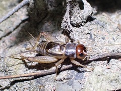 Modicogryllini