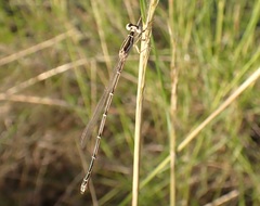 Austrosticta
