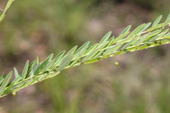 Phyllanthus virgatus