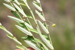 Phyllanthus virgatus