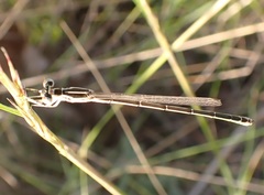 Austrosticta