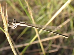 Austrosticta