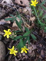 Ranunculus fascicularis