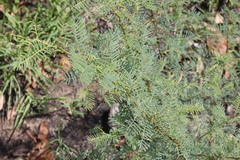 Vachellia bidwillii