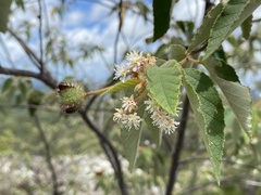 Androcalva viscidula