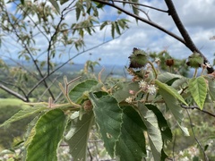 Androcalva viscidula