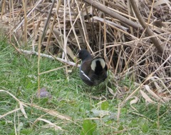 Gallinula chloropus