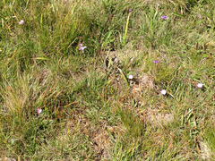 Calochortus uniflorus