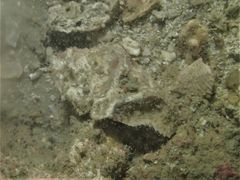 Cryptopodia laevimana