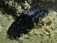 Pseudobiceros hancockanus