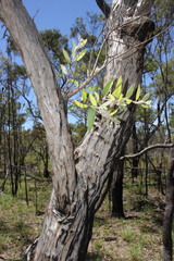 Melaleuca nervosa