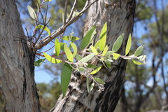 Melaleuca nervosa