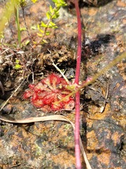 Drosera dielsiana