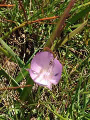 Calochortus uniflorus