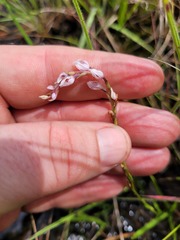 Schizochilus crenulatus
