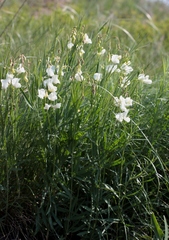 Lathyrus pallescens