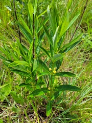 Fadogia tetraquetra